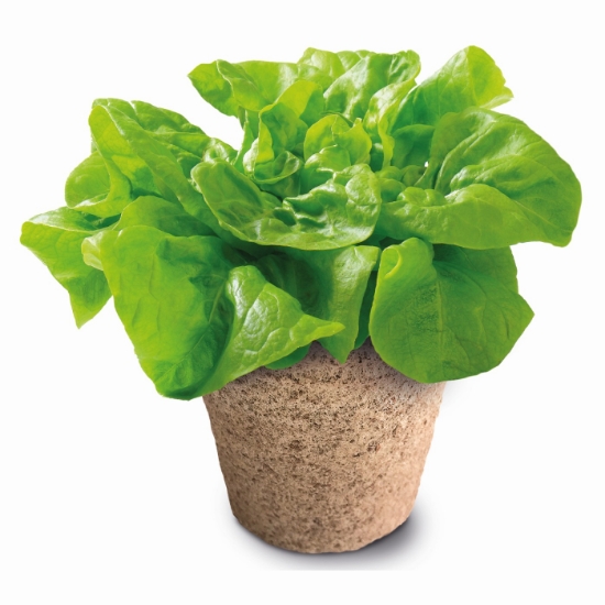 Imagine Mega sera biologică Știință și joacă