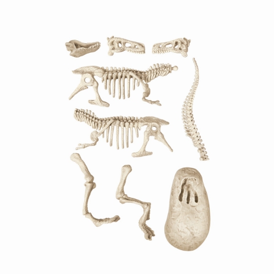 Imagine Știință și Joacă – Descoperă dinozaurul T-Rex Fluo