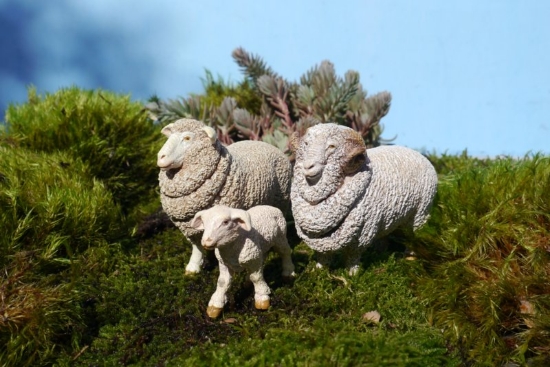 Imagine PAPO FIGURINA OAIE MERINOS