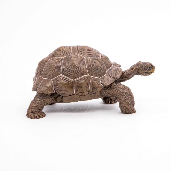 Imagine PAPO FIGURINA TESTOASA GALAPAGOS
