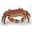 Imagine PAPO FIGURINA CRAB