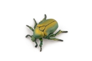 Imagine PAPO FIGURINA CARABUS