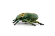 Imagine PAPO FIGURINA CARABUS
