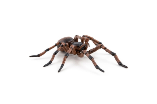 Imagine PAPO FIGURINA PAIANJEN