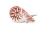 Imagine PAPO FIGURINA NAUTILUS