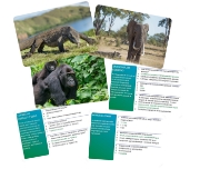 Imagine JOC INTERACTIV LUMEA ANIMALELOR IN LIMBA ROMANA