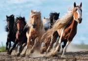 Imagine PUZZLE TREFL 1000 CAI LA GALOP