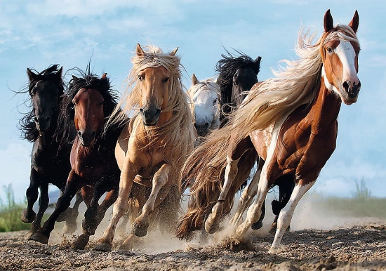 Imagine Puzzle Trefl 1000 Cai la galop