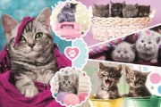 Imagine PUZZLE TREFL 160 PISICI DRAGALASE