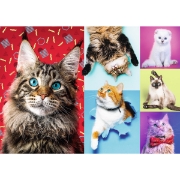 Imagine PUZZLE TREFL 1000 PISICUTE FERICITE
