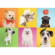 Imagine PUZZLE TREFL 500 CATELUSI