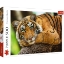 Imagine Puzzle Trefl 500 Portretul tigrului