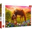 Imagine Puzzle Trefl 500 Căluții la apus