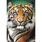 Imagine PUZZLE TREFL 1500 PORTRET TIGRU