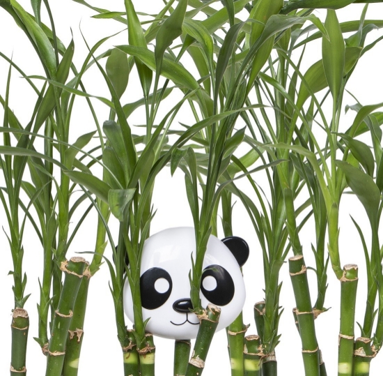 Imagine Recipient hrană bebe cu capac, Melii, model Panda