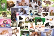 Imagine PUZZLE TREFL 60 O LUME A PISICILOR