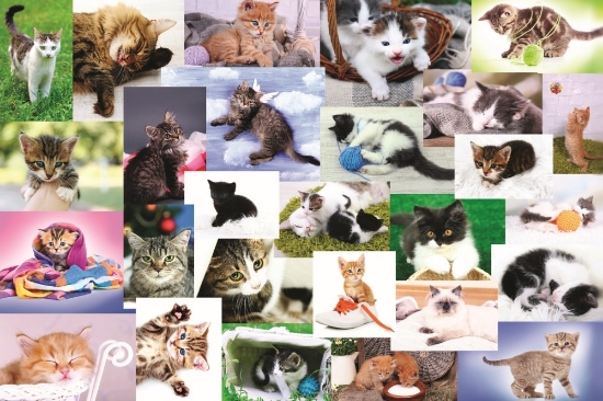 Imagine PUZZLE TREFL 60 O LUME A PISICILOR