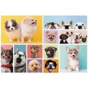 Imagine PUZZLE TREFL 160 PRIETENIA CATELUSILOR