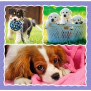 Imagine PUZZLE TREFL 3IN1 CATELUSII ADORABILI