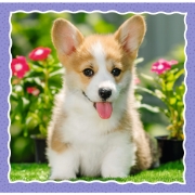 Imagine PUZZLE TREFL 3IN1 CATELUSII ADORABILI