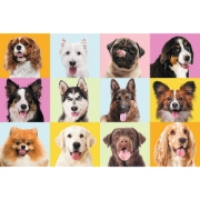 Imagine PUZZLE TREFL 60 CATEI DRAGUTI