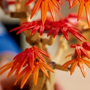 Imagine LEGO BOTANICALS BONSAI DE ARTAR JAPONEZ ROSU 10348
