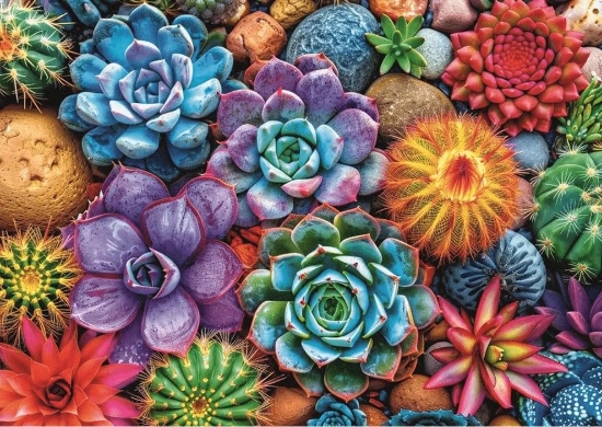 Imagine PUZZLE TREFL 1000 SUCULENTE COLORATE CU POSTER INCLUS