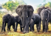 Imagine Puzzle Trefl 1000 – Elefanți Africani