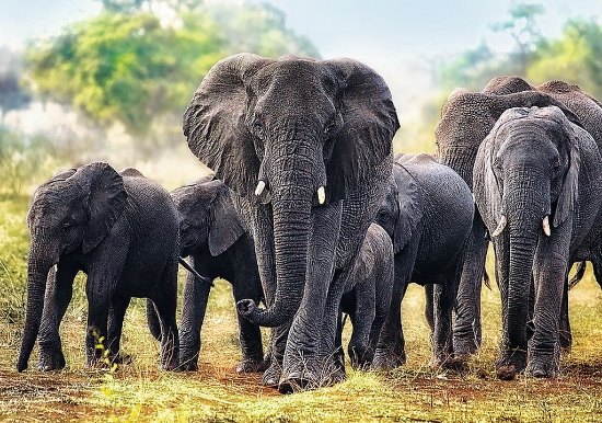 Imagine Puzzle Trefl 1000 – Elefanți Africani