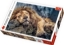 Imagine Puzzle Trefl 1000 Leu dormind