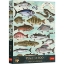 Imagine PUZZLE TREFL 500 PREMIUM PLUS FINDERS KEEPER PESTI
